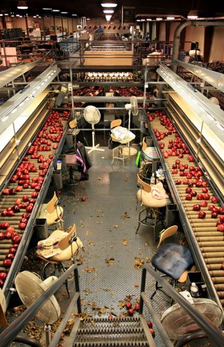 Apple Sorting Process